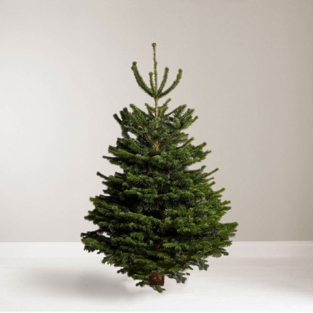 6ft Nordmann Fir Christmas Tree